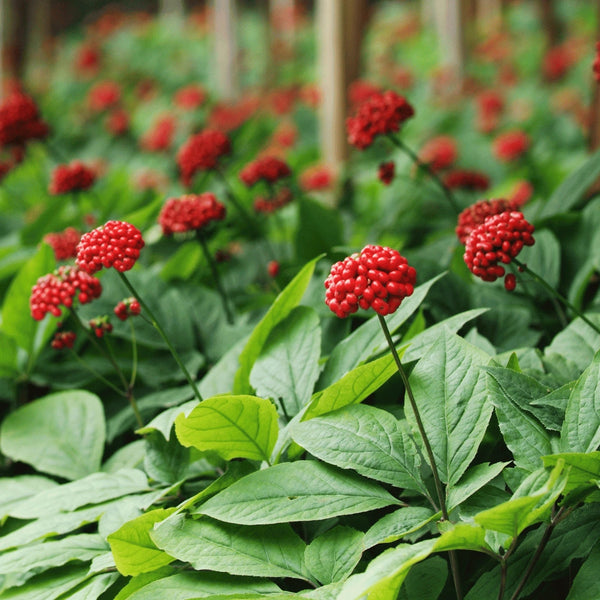 Asian Ginseng (Panax ginseng) – 10 mg