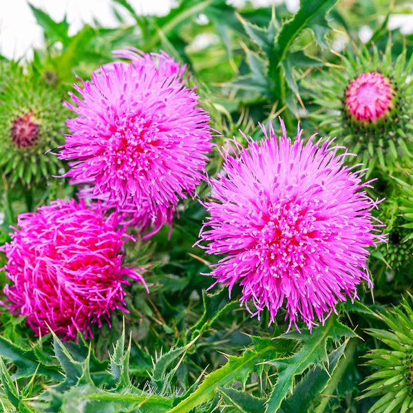 Milk Thistle (Silybum marianum, standardized to 80% silymarin) – 10 mg